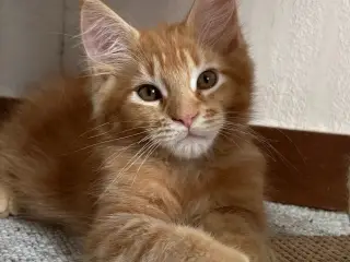 Maine Coon hankilling 