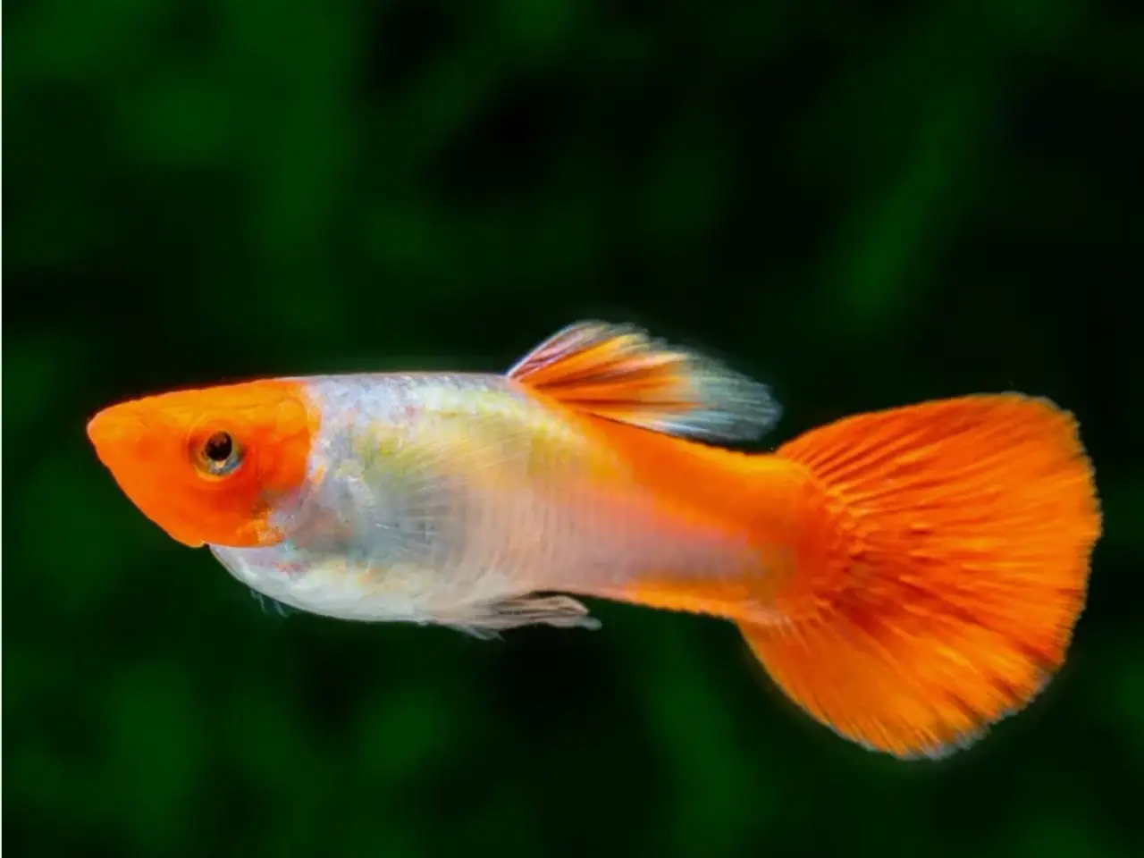 Billede 2 - Koi guppy 