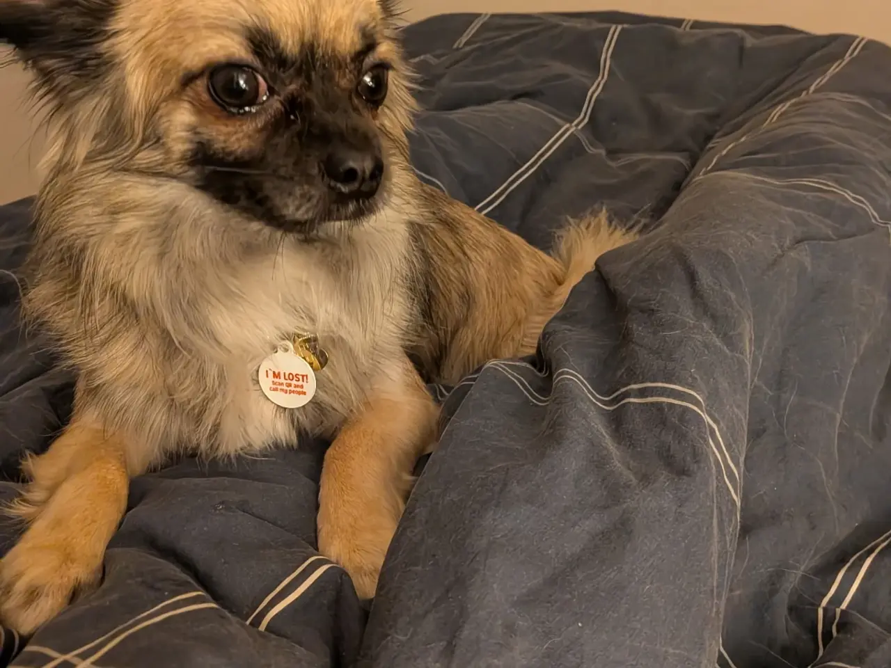 Billede 2 - Ren han langhåret chihuahua uden stambog