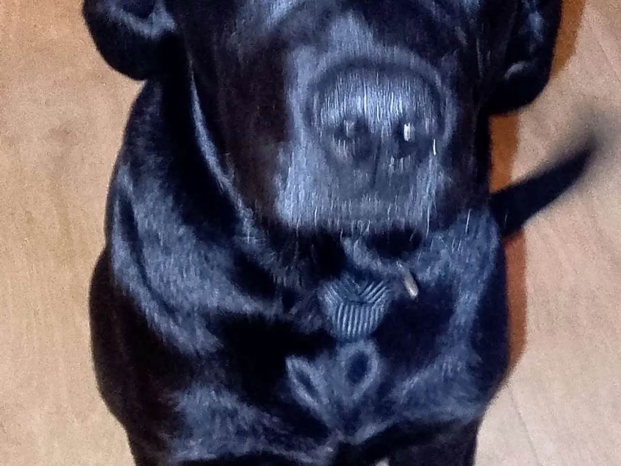 Billede 6 - Hund sælges