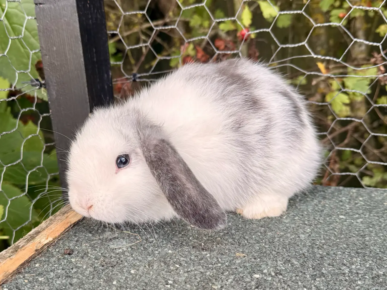 Billede 7 - Mini Lop dreng