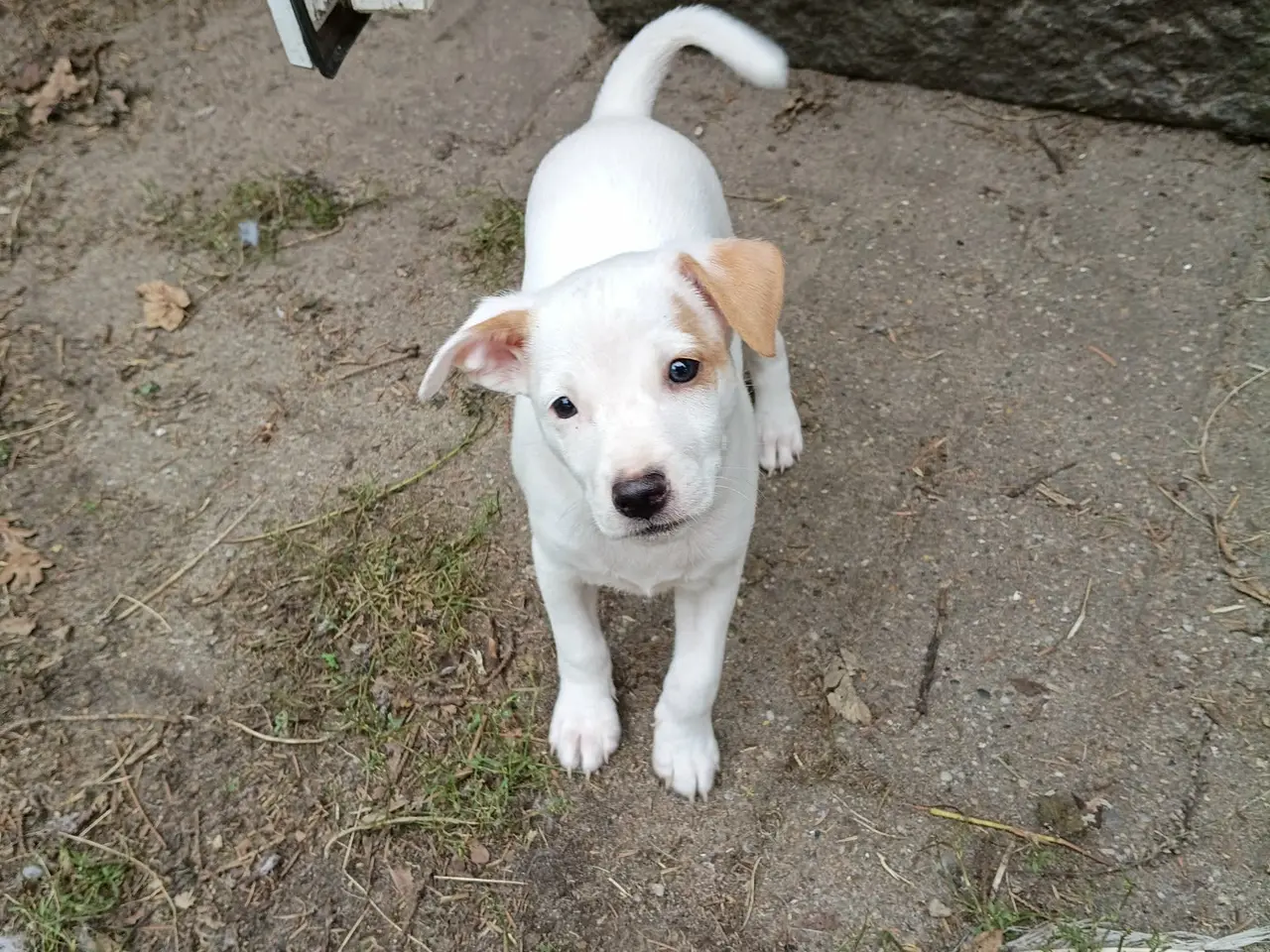 Billede 2 - 🐶❤️ De sidste 2 drenge søger deres nye familier ❤