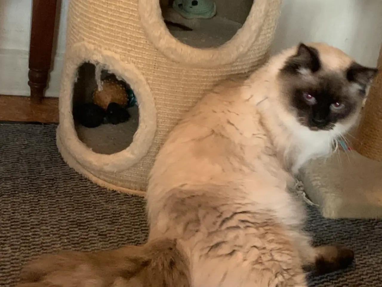 Billede 14 - Ragdoll  far- Ragdoll-Skovkat mor.