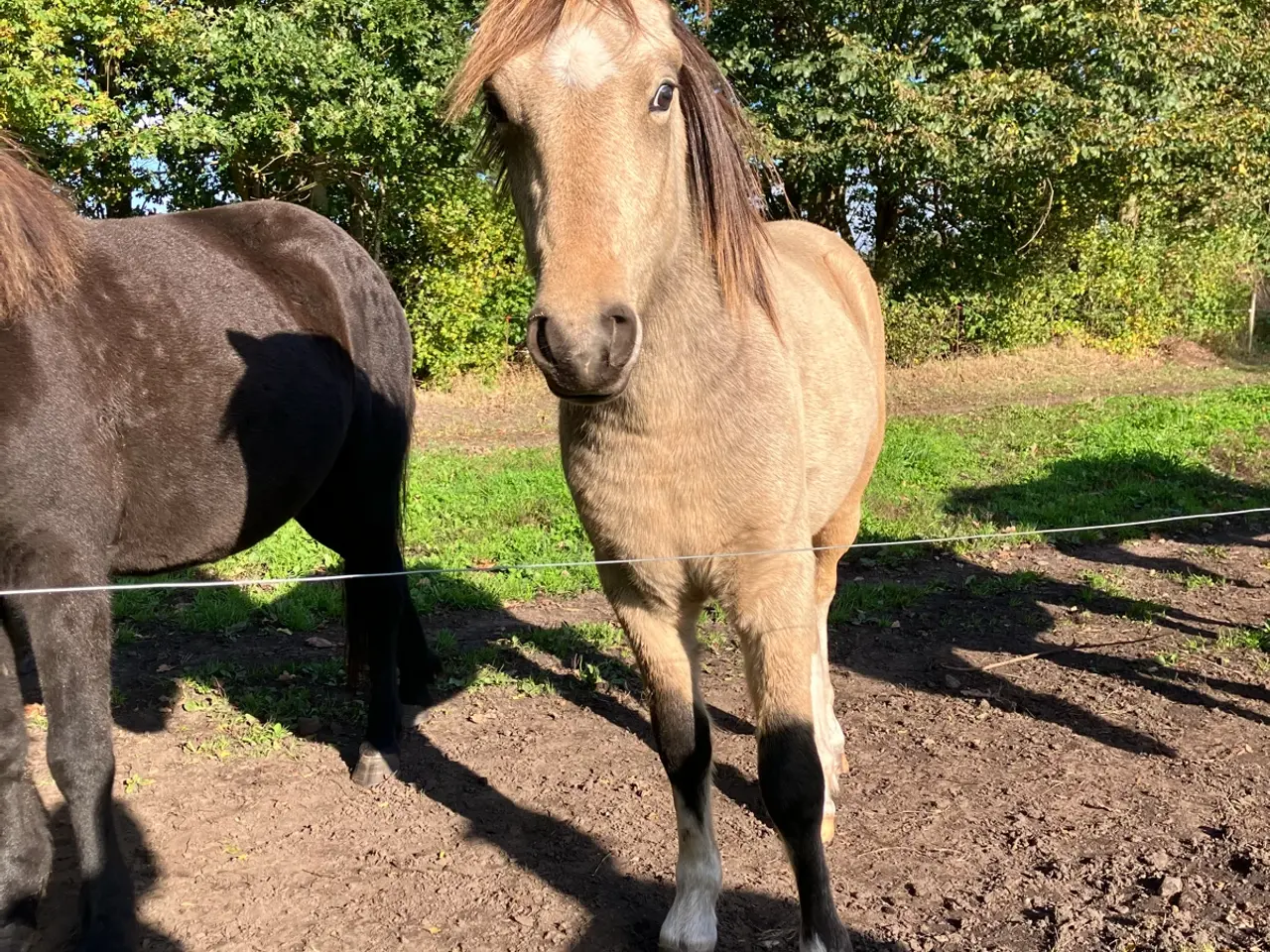 Billede 3 - Ponyhingst, 2 år