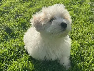 🐾 Små, skønne charmebamser søger kærlige hjem 🐾