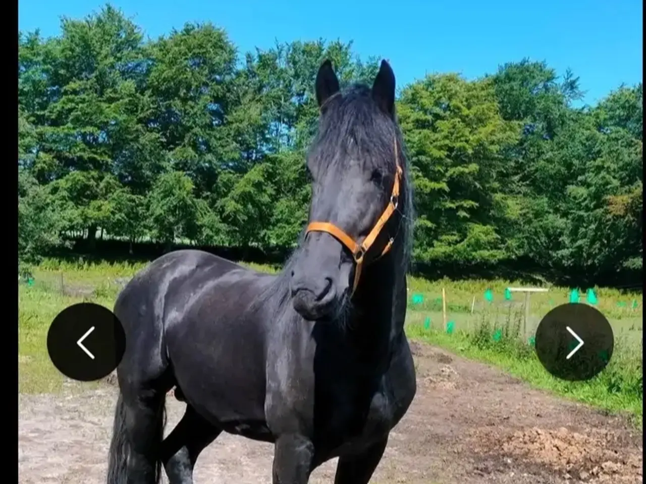 Billede 9 - Smuk sort perle
