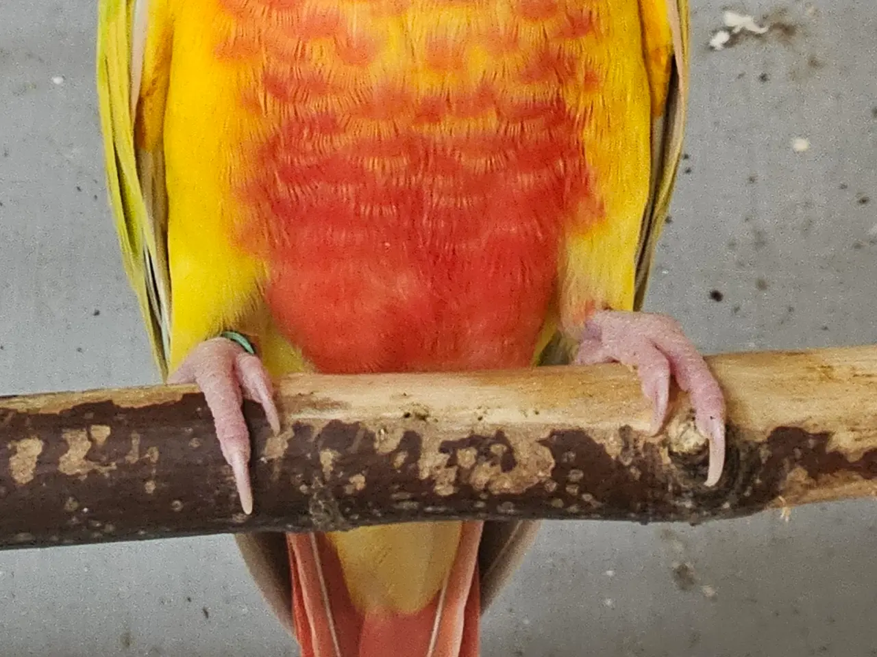 Billede 4 - Grønkindet conureunger i forskellige mutationer.