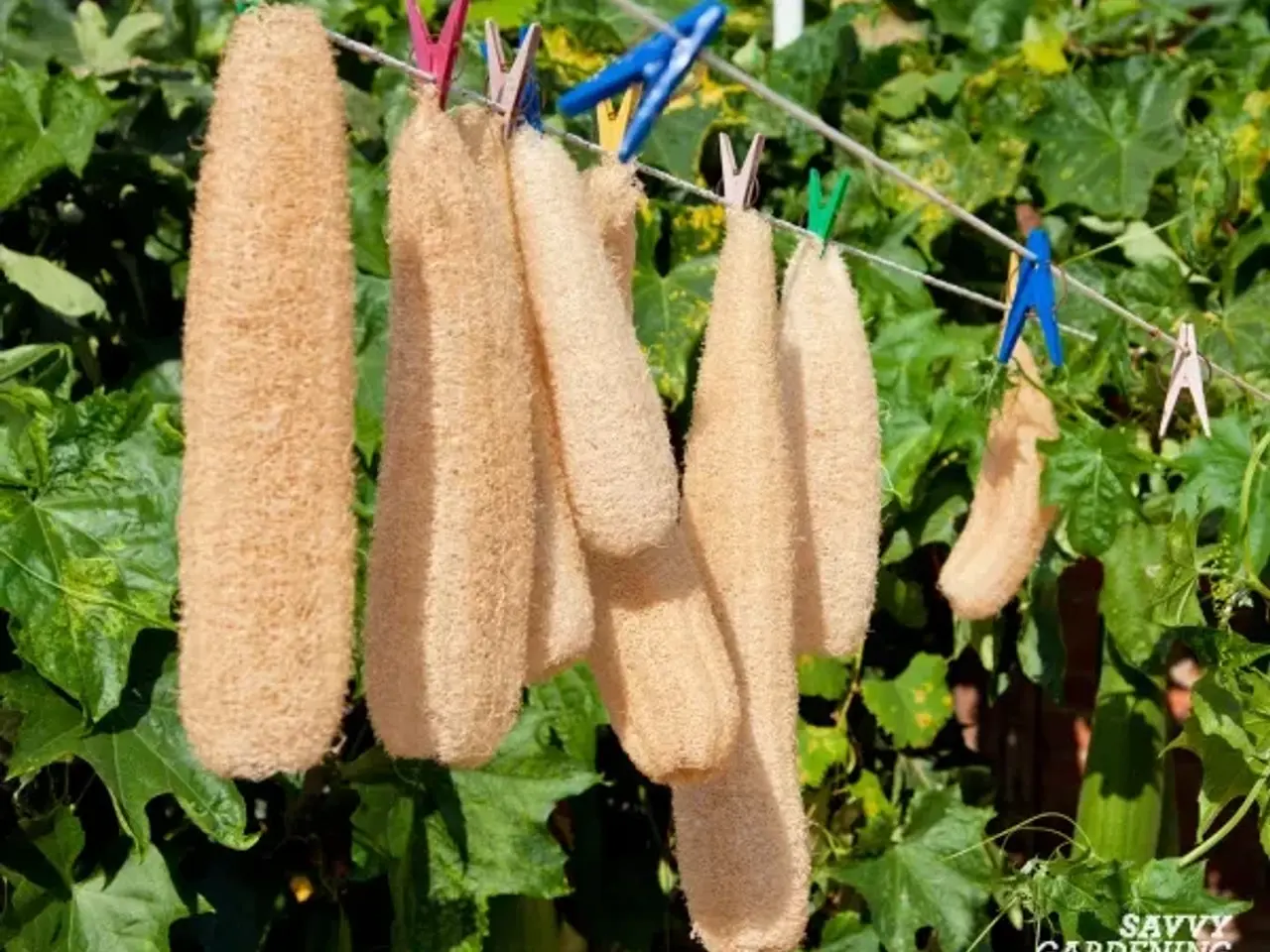 Billede 10 - 40 Loofah Frø inkl. levering. 