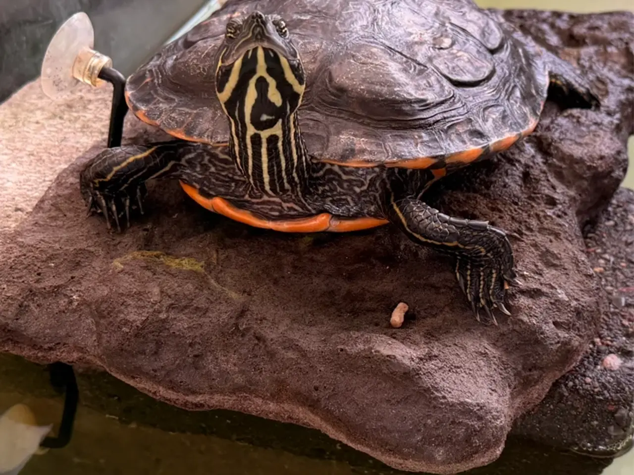 Billede 1 - Sump skildpadde