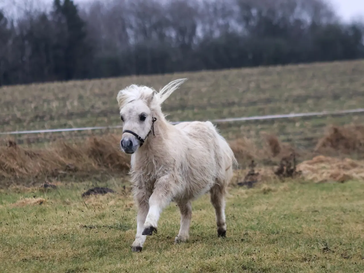 Billede 7 - charmerende mushroom dun hingst på 2 år. 