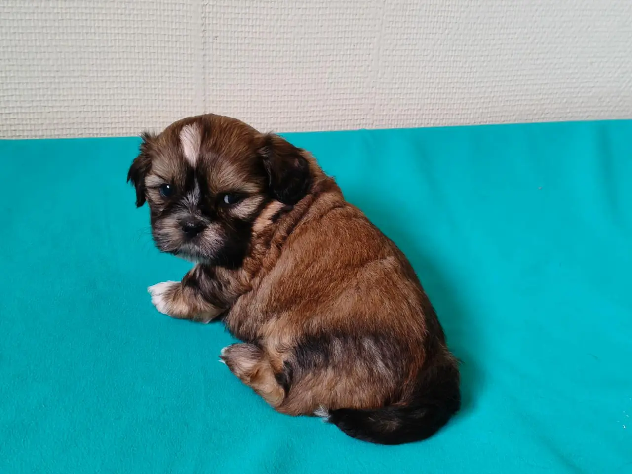 Billede 2 - Malteser / Shih Tzu