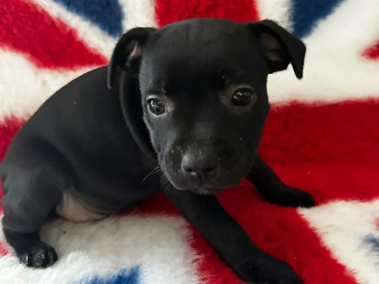 Billede 5 - De lækkereste staffordshire Bull terrier hvalpe🐾