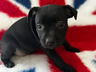 De lækkereste staffordshire Bull terrier hvalpe🐾 - 5