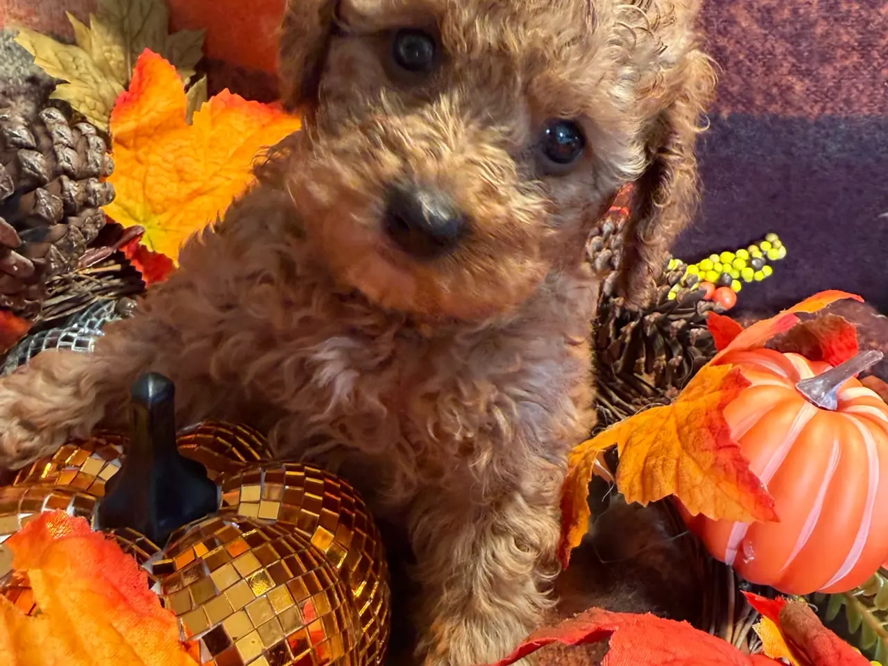 Billede 3 - 🐾maltipoo miniature August 🐾