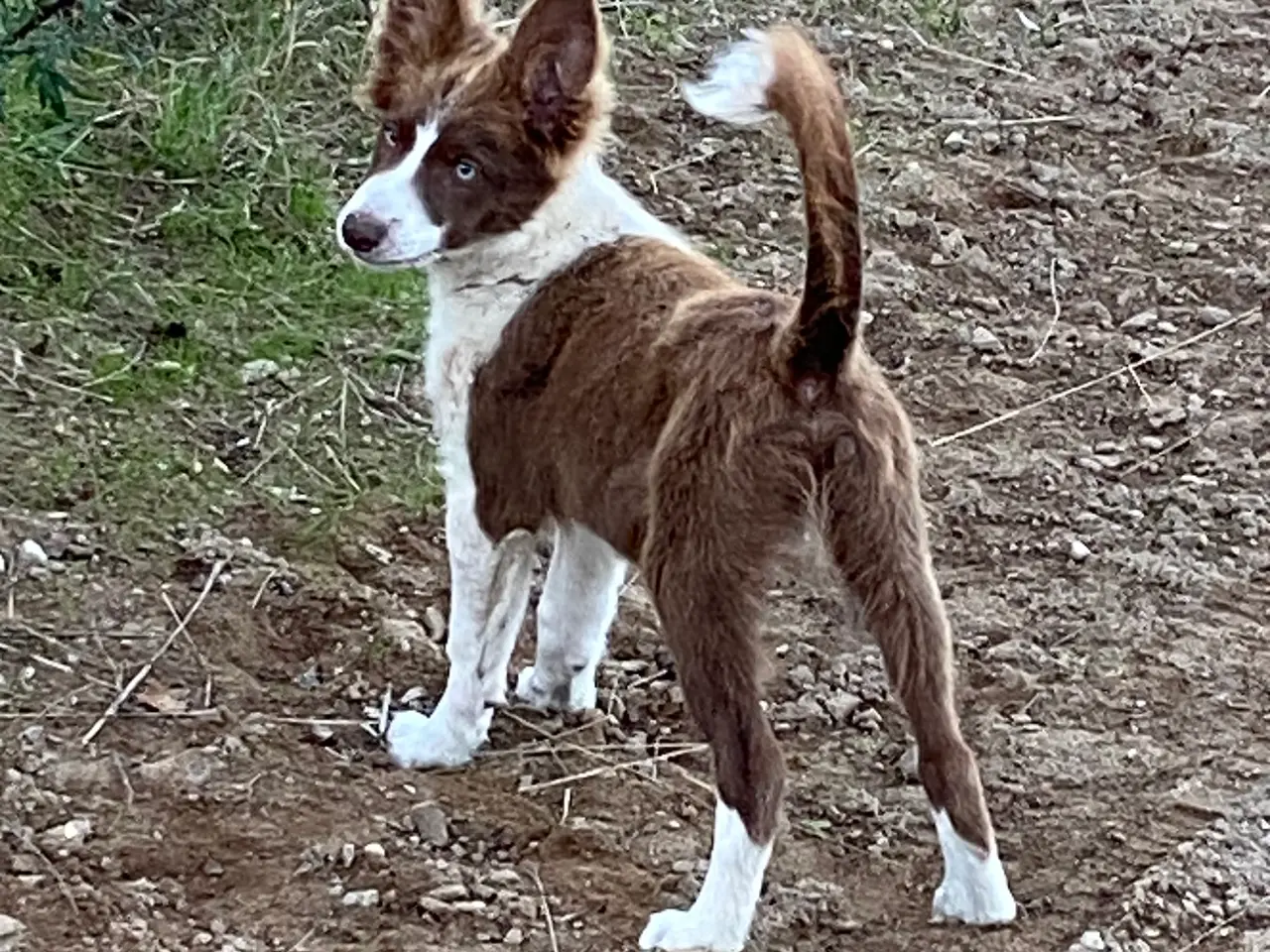 Billede 5 - Border Collie