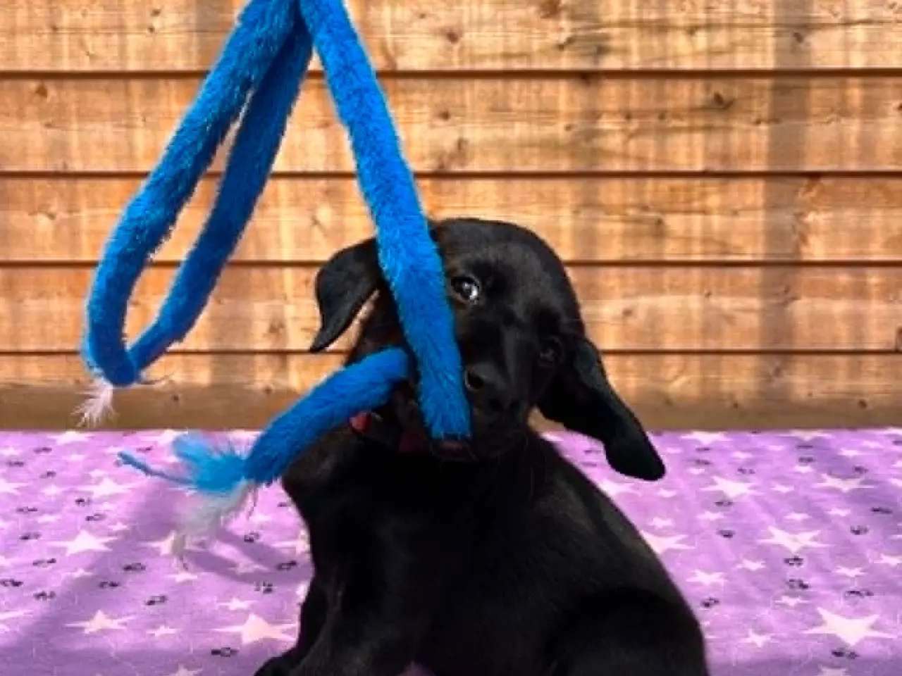 Billede 3 - ❤️ Smuk sort Formel 1 Labrador tæve