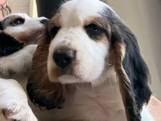 Cocker Spaniel med Købskontrakt