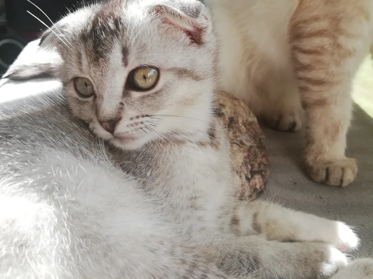 Billede 1 - Nara – Sød og blid Scottish Fold hunkat søger kærl