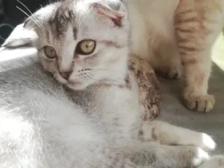Nara – Sød og blid Scottish Fold hunkat søger kærl