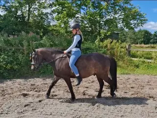 Sød pony til den lille rytter 
