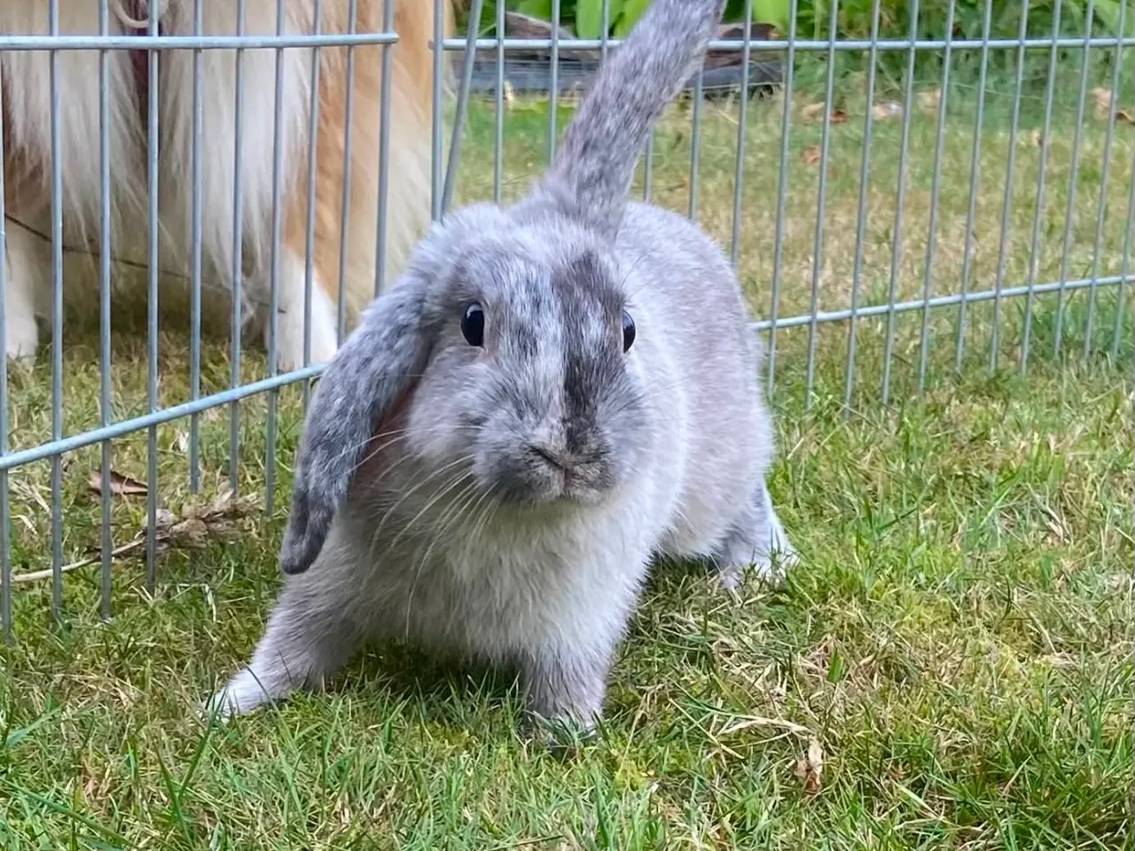 Billede 5 - Smuk kanin dreng🐰