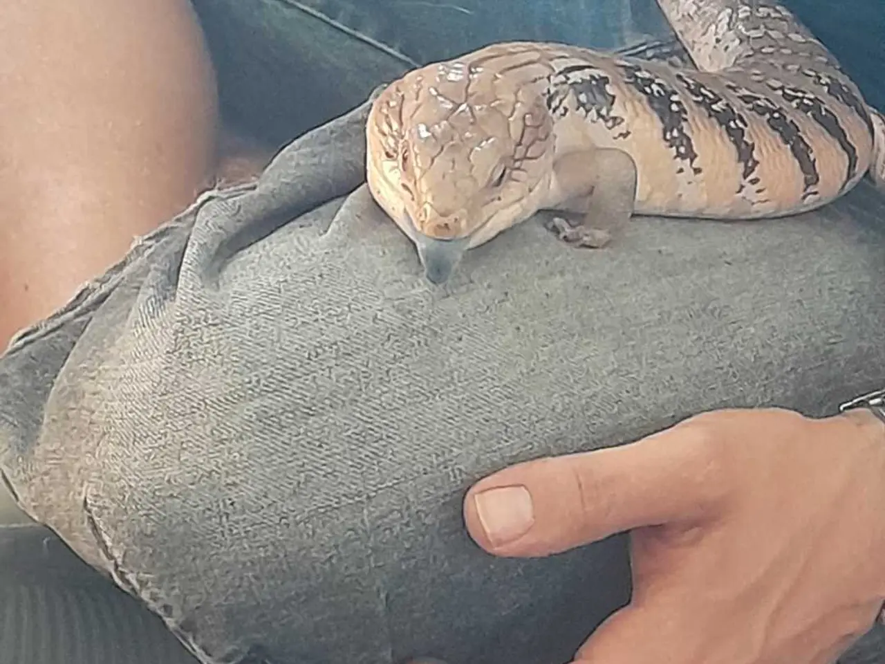 Billede 1 - Blåtunget skink