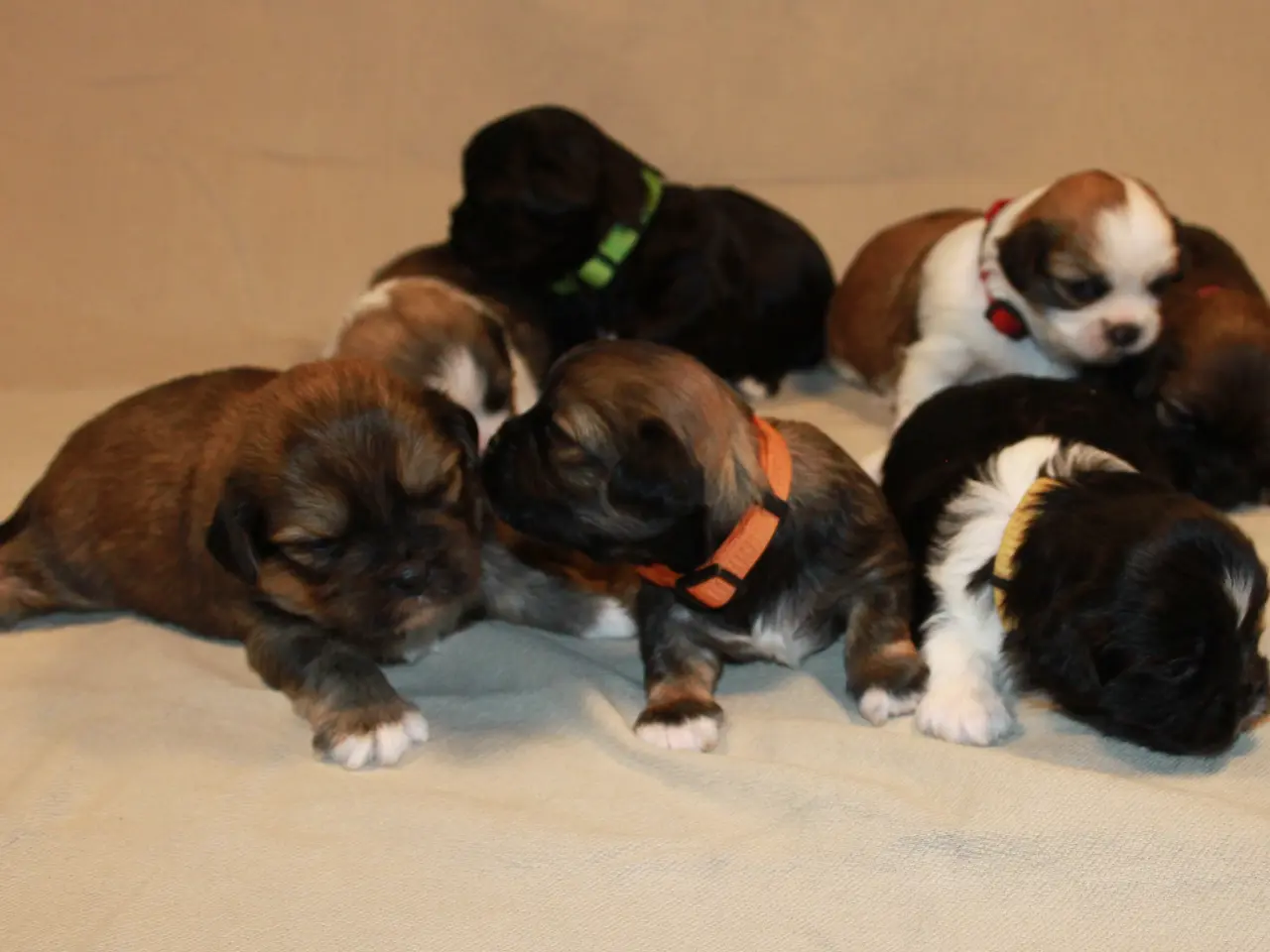 Billede 8 - Lhasa Apso hvalpe