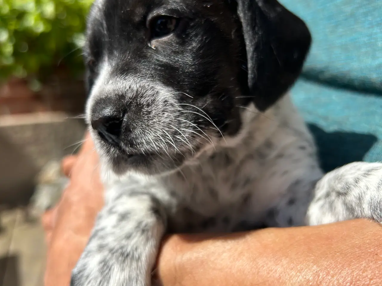 Billede 1 - DS/cockerspanielblanding