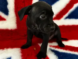 De lækkereste staffordshire Bull terrier hvalpe🐾 - 2