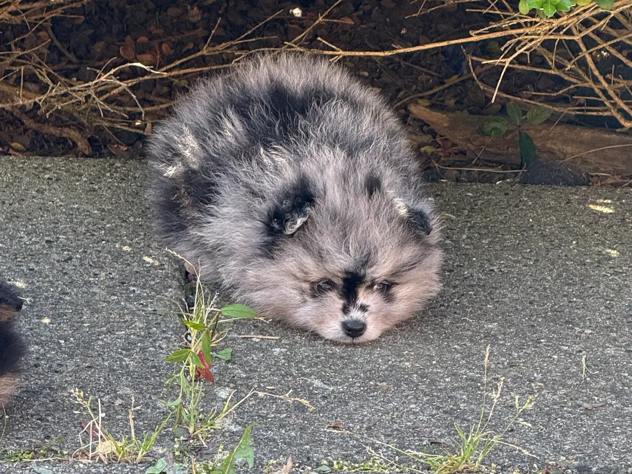 Billede 3 - Pomeranian