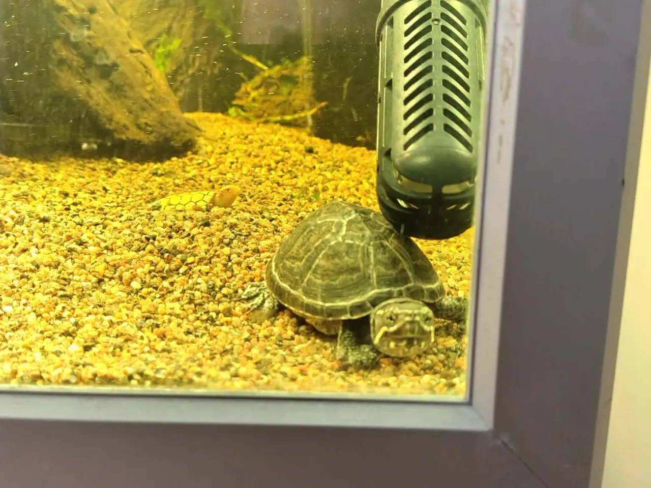Billede 3 - Sumpskildpadder og 250 l akvarie med alt tilbehør