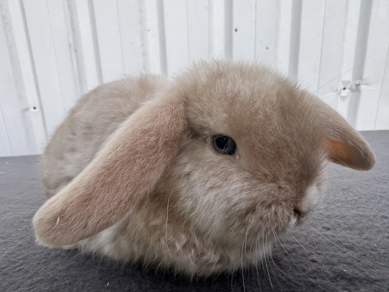 Billede 7 - Mini lop satin hunkanin salgsklar