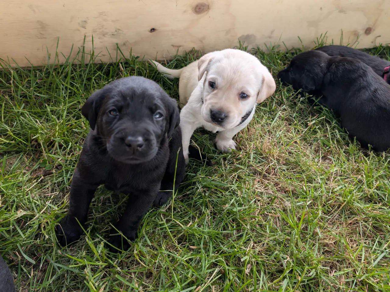 Billede 2 - Labrador hvalpe