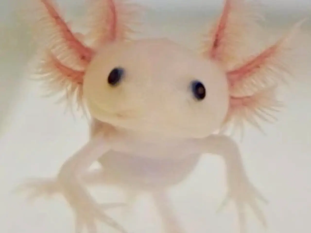 Billede 6 - Axolotl yngel