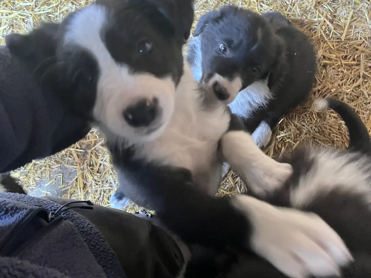 Billede 1 - Border Collie hvalpe søger deres nye familie