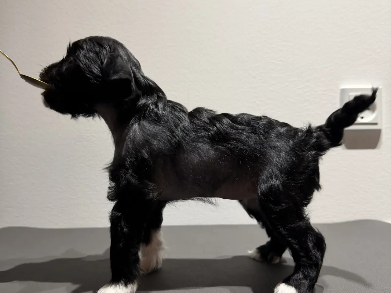 Billede 3 - Chinese crested/Kinesisk hårløs, allergivenlige