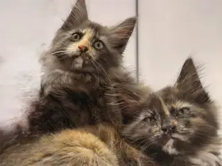 Maine Coon mor Norsk Skovkat far