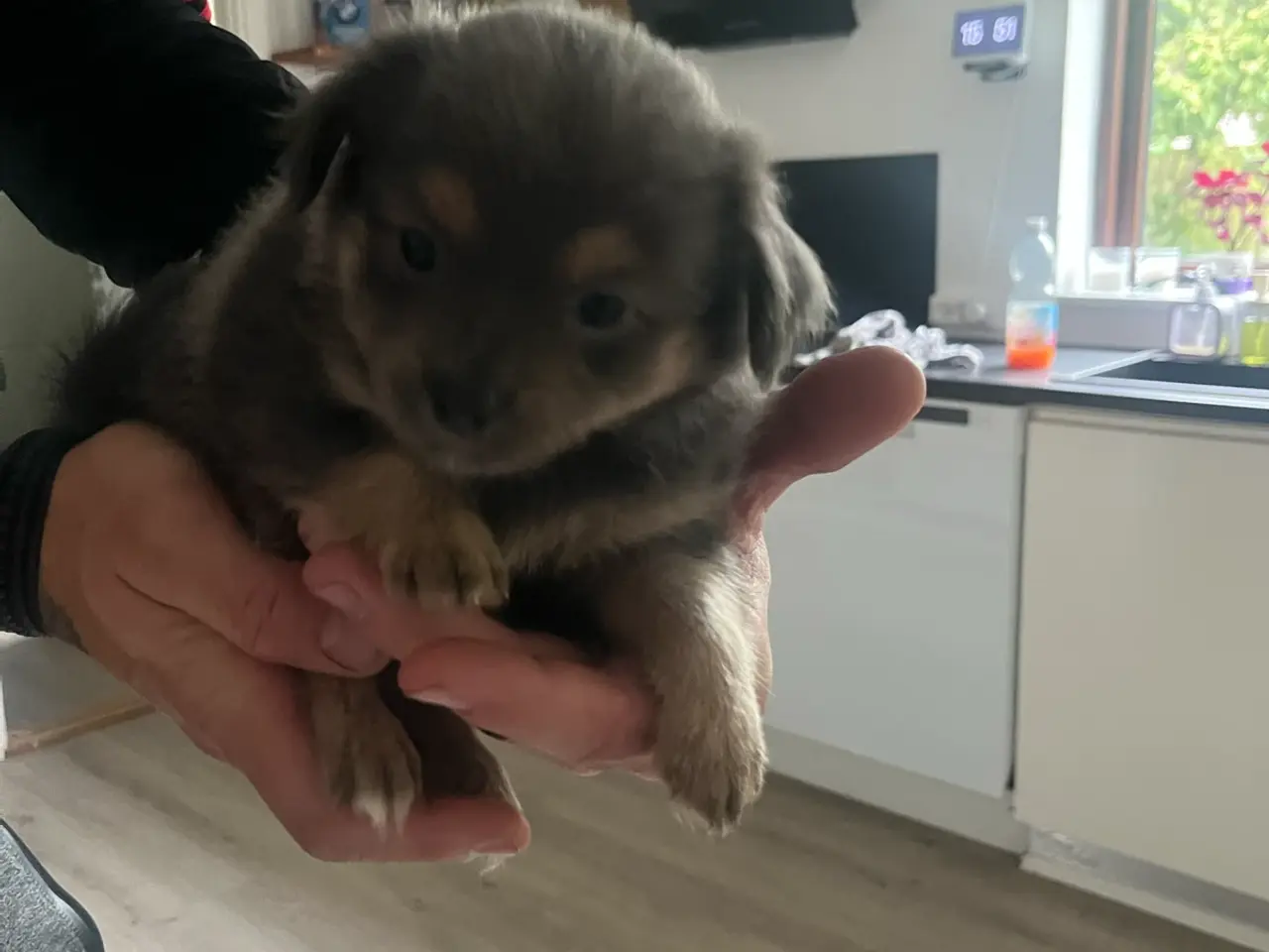 Billede 10 - Lækre pomchi hvalp