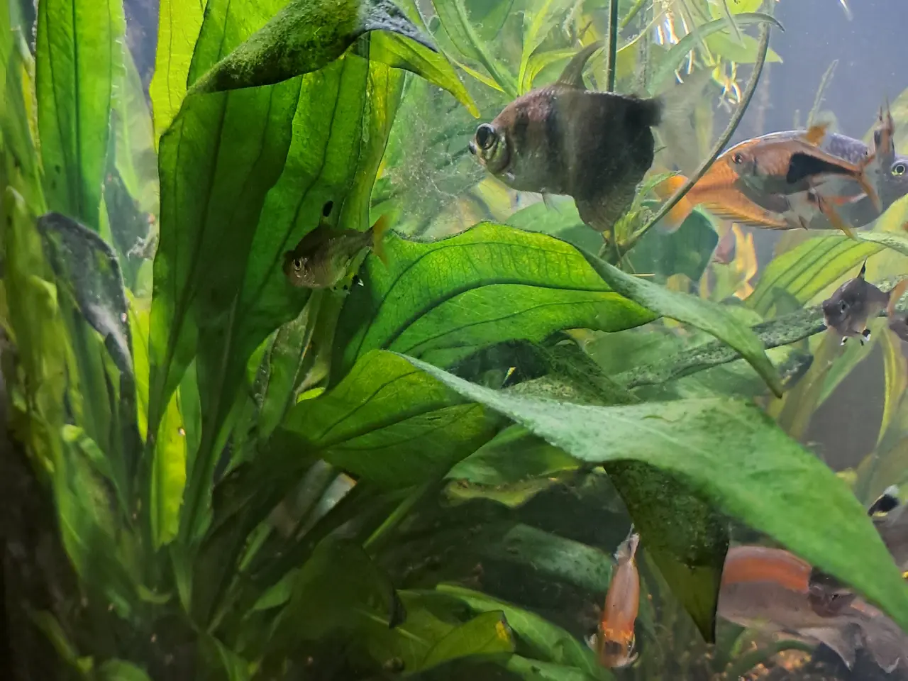 Billede 7 - Sort Juvel Aqua Lido akvarium 200 liters til salg.