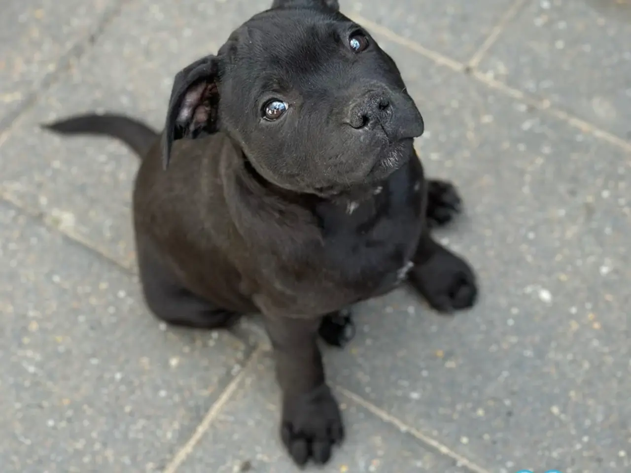 Billede 3 - Fantastiske staffordshire Bull terrier hvalpe🩵