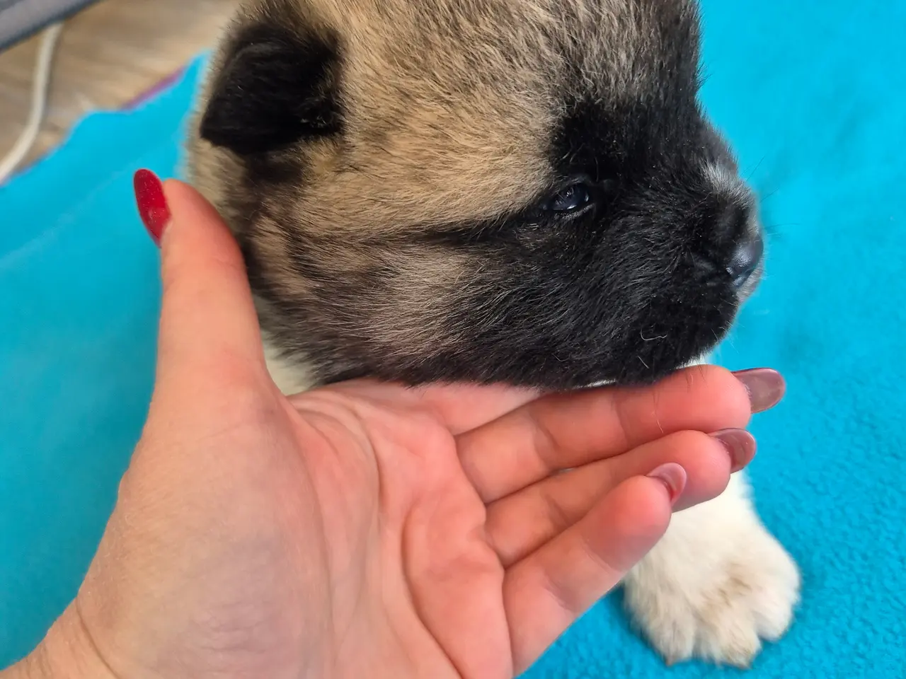 Billede 13 - Hundehvalpe American Akita 💙💙💙🩷