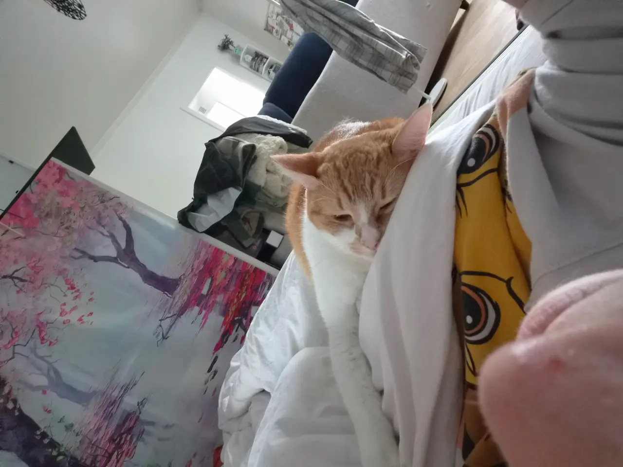 Billede 5 - Cats looking for new loving forever home