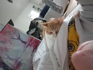 Cats looking for new loving forever home - 5