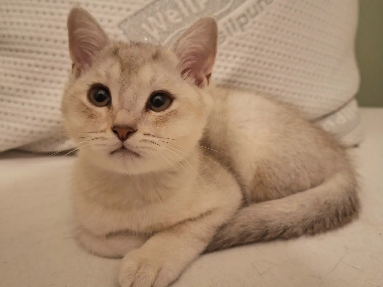 Billede 11 - British shorthair