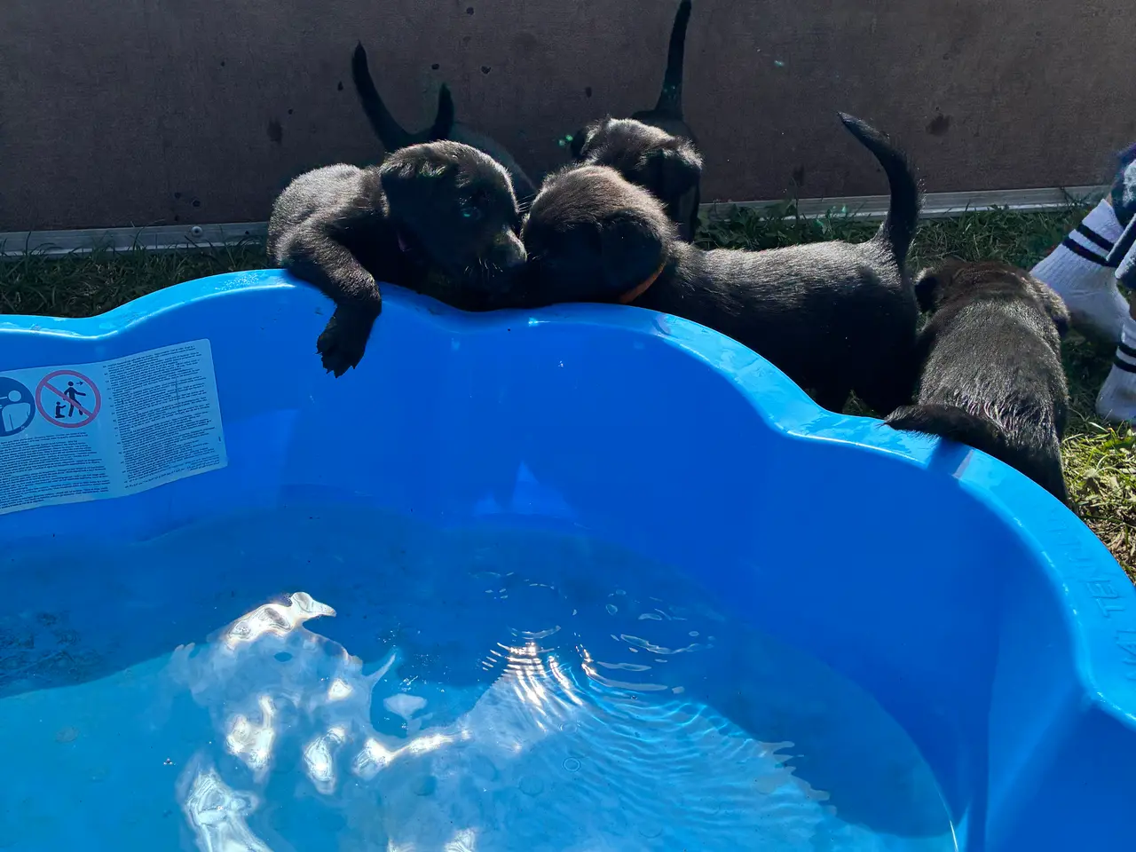 Billede 5 - Labrador og Malinois blandning