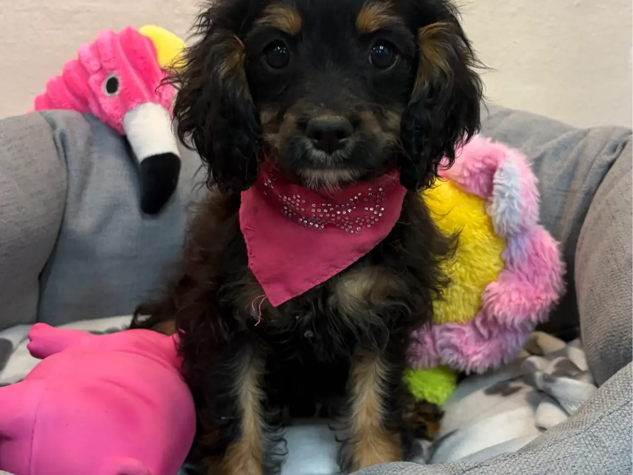 Billede 17 - Små virkelig fine mini Cavapoo babyer