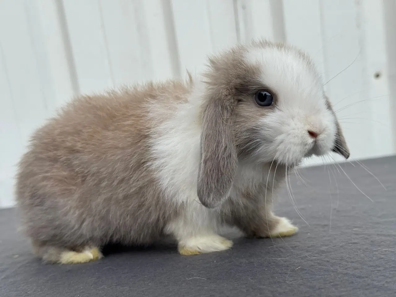 Billede 3 - Mini lop hankanin
