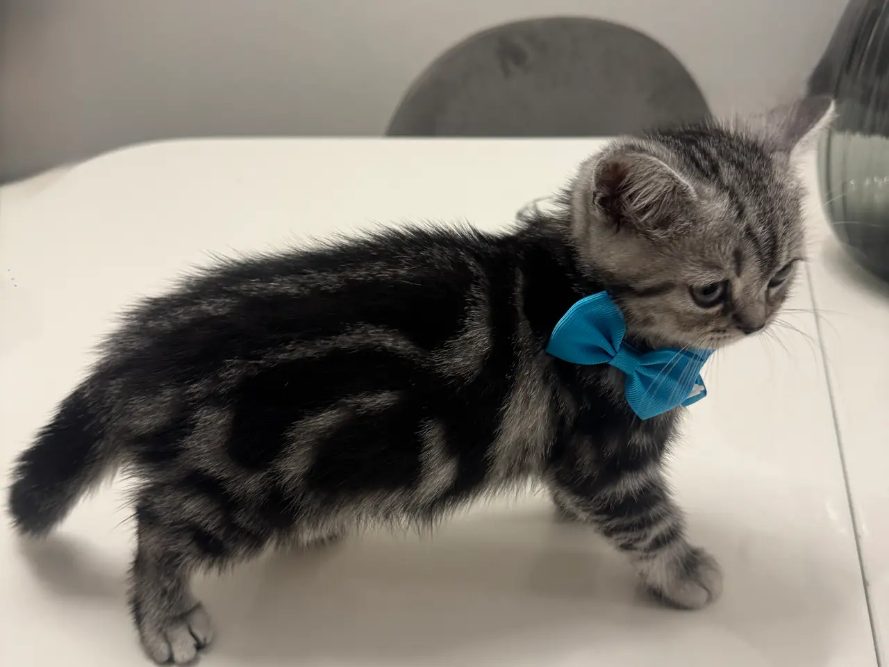 Billede 8 - Unikkes British Shorthair - KUN EN TILBAGE