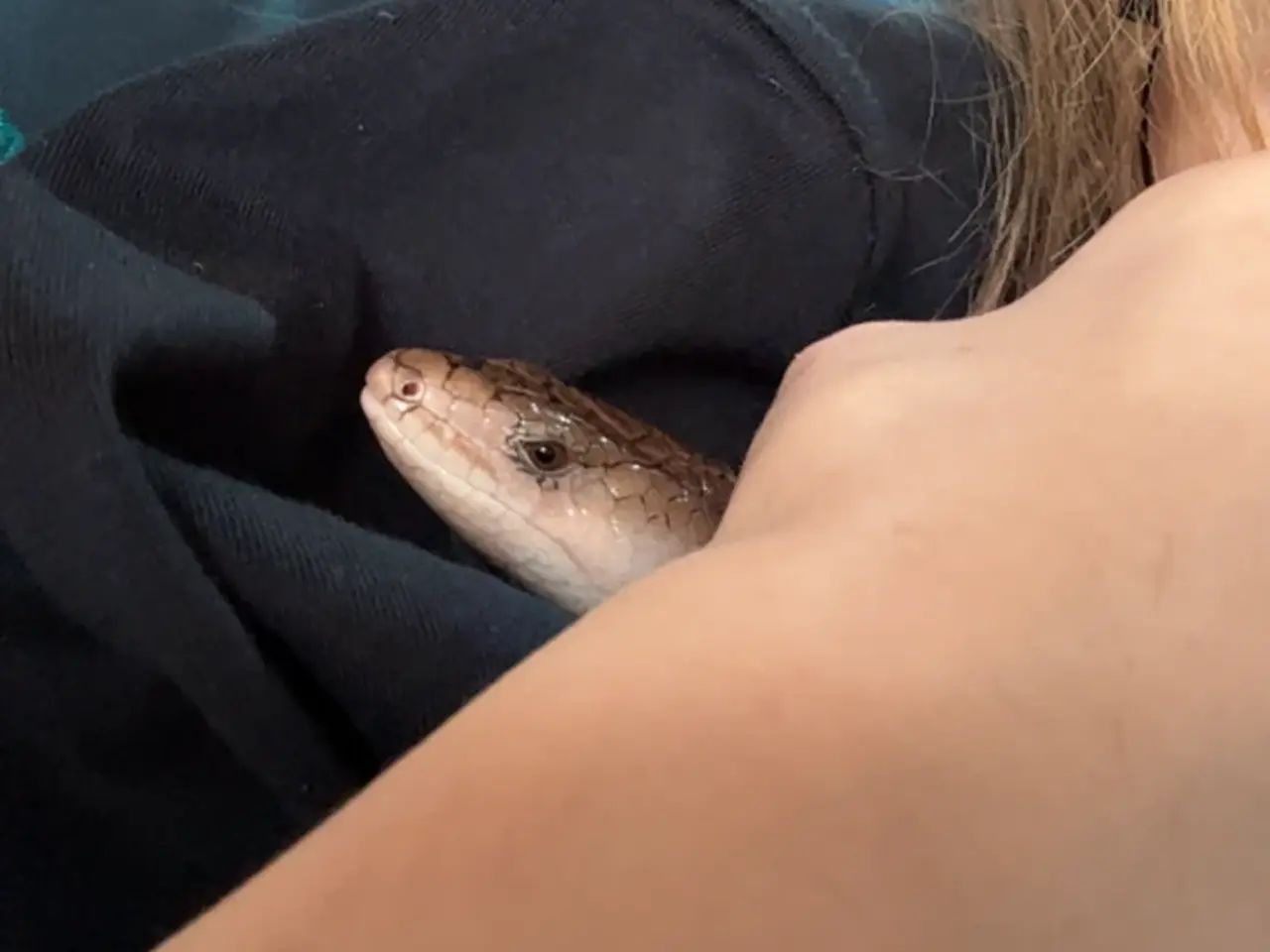 Billede 8 - Snegle skink