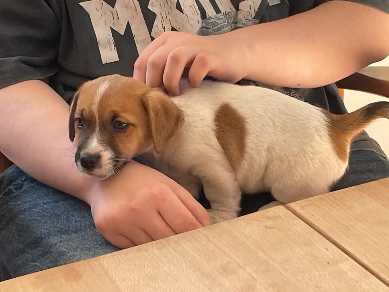 Billede 14 - Jack Russell hvalp - DKK stamtavle - snart 8 uger